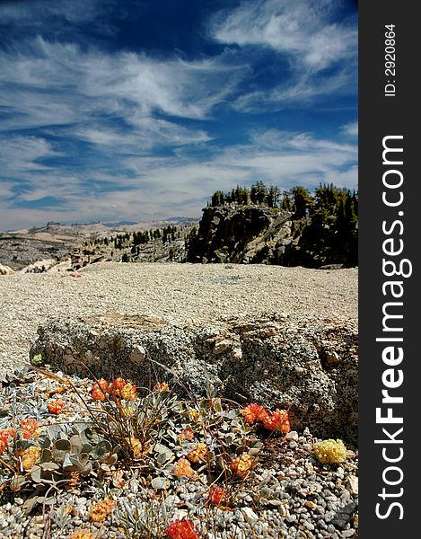 Orange Mountain Wildflowers Under Deep Blue Sky and Summer Cirrus Clouds