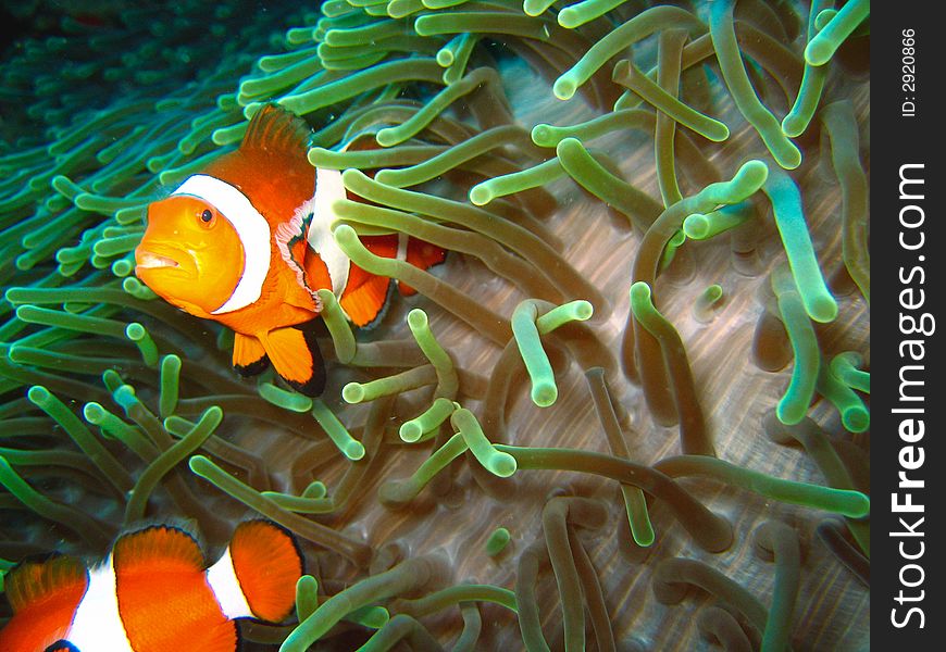 Tropical finding nemo clown fish photo from a scuba diving ecotourism adventure on a pristine coral reef. Tropical finding nemo clown fish photo from a scuba diving ecotourism adventure on a pristine coral reef