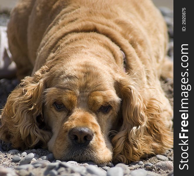 Lazy cocker spaniel resting on the beach. Lazy cocker spaniel resting on the beach