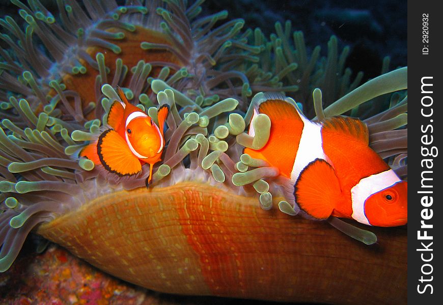 Tropical finding nemo clown fish photo from a scuba diving ecotourism adventure on a pristine coral reef. Tropical finding nemo clown fish photo from a scuba diving ecotourism adventure on a pristine coral reef