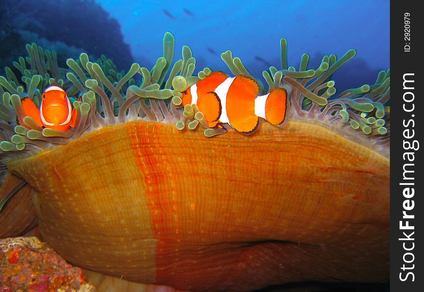 Tropical finding nemo clown fish photo from a scuba diving ecotourism adventure on a pristine coral reef. Room for text. Tropical finding nemo clown fish photo from a scuba diving ecotourism adventure on a pristine coral reef. Room for text.