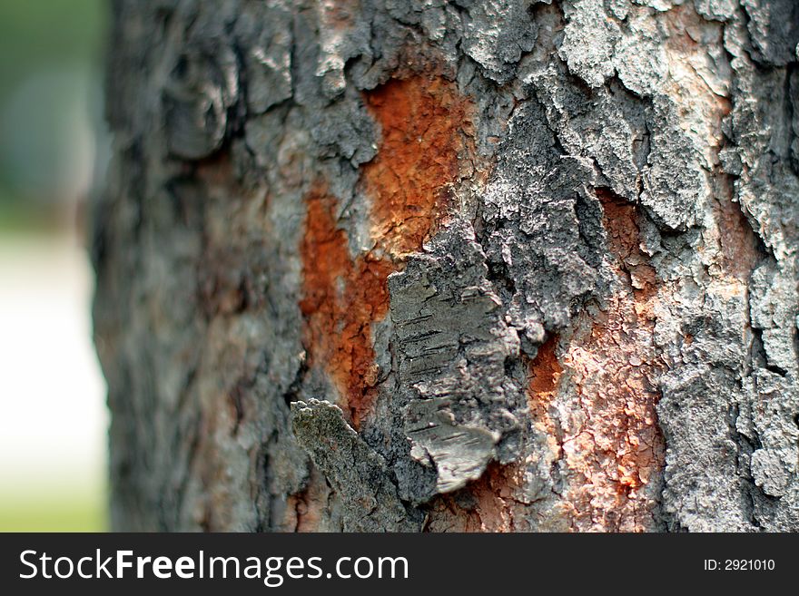 Hardwood Tree Bark