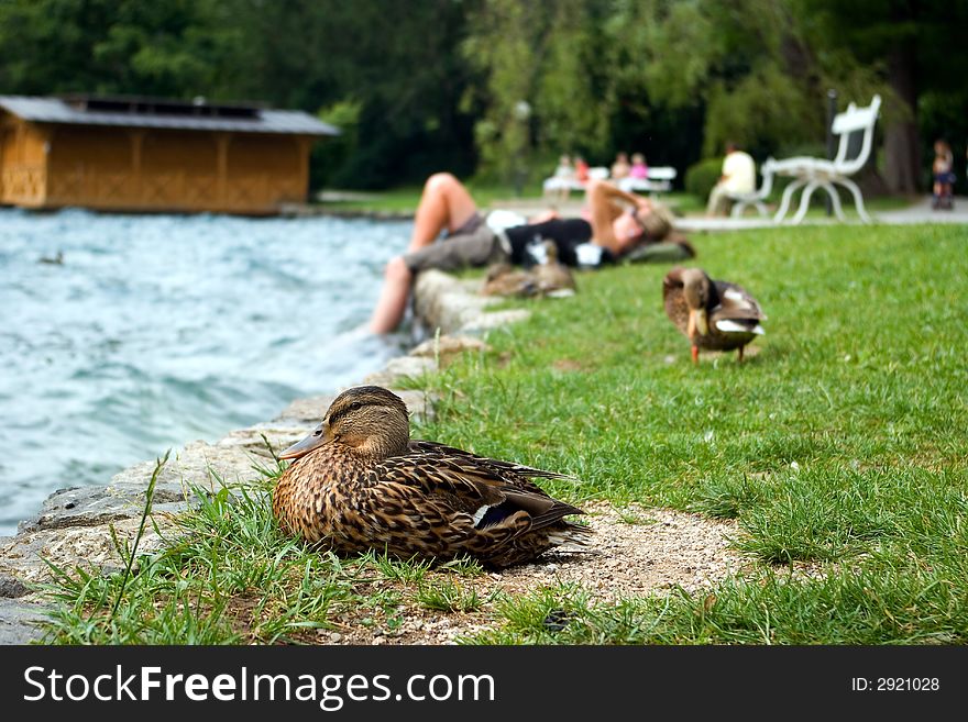 Duck and people having a rest