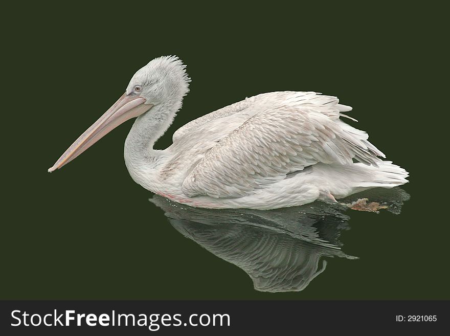 The pink pelican floating in a lake and its reflection