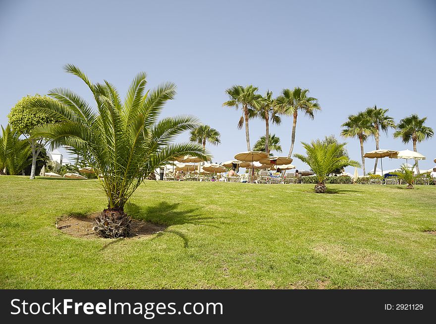 Palms at a hotel resort