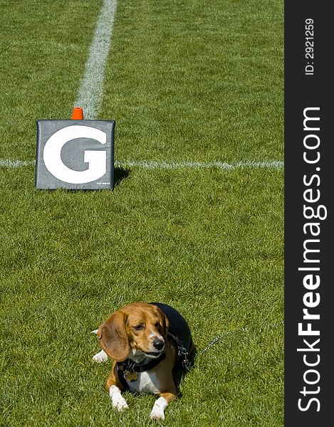 Beagle puppy resting near goal line marker on football field of green grass. Beagle puppy resting near goal line marker on football field of green grass