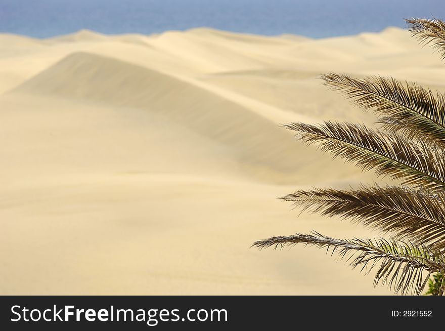 Palm and sand dunes in the background.