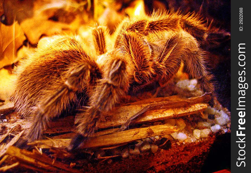 This is a tarantula spider which is hairy.