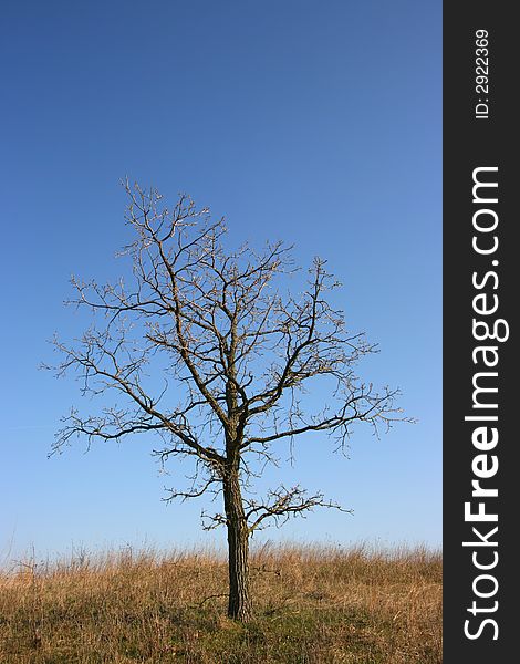 Gloomy, dead tree with blue sky in a yellow field. Gloomy, dead tree with blue sky in a yellow field