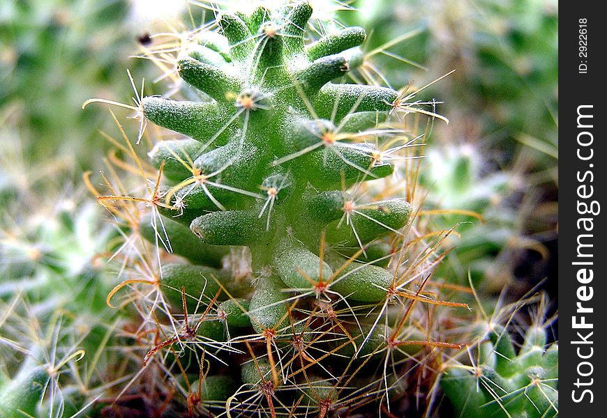 Cactus Forest. Macro. Regular cactus.