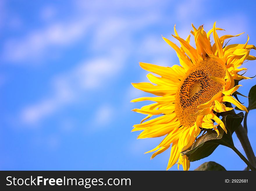 An image of yellow sunflower. An image of yellow sunflower