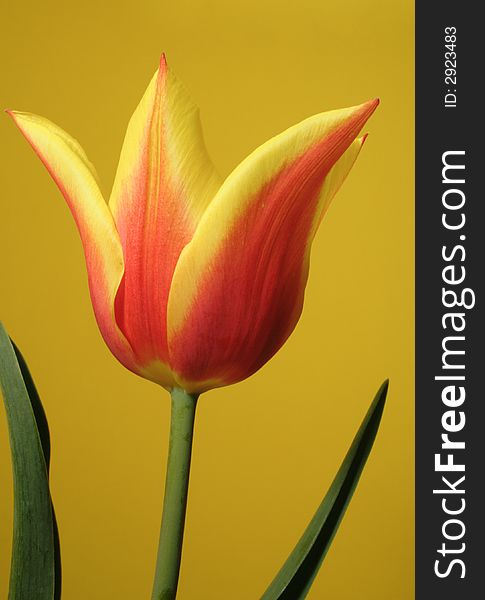 Bicolor tulip and leaves on the yellow background