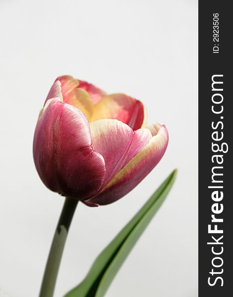 Bicolor tulip and leaves on the neutralbackground