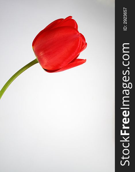 red tulip on the neutral background