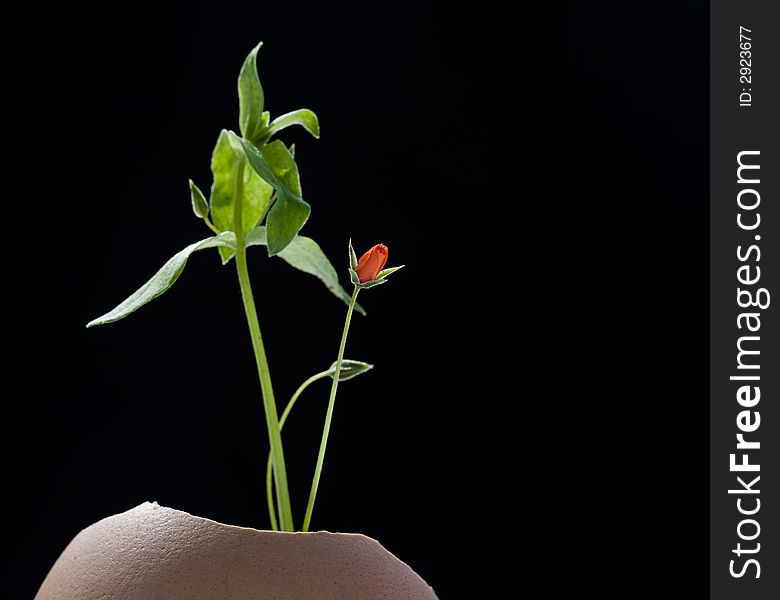 A small plant is growing from an eggshell. Intended symbolism is life and growth. A small plant is growing from an eggshell. Intended symbolism is life and growth.