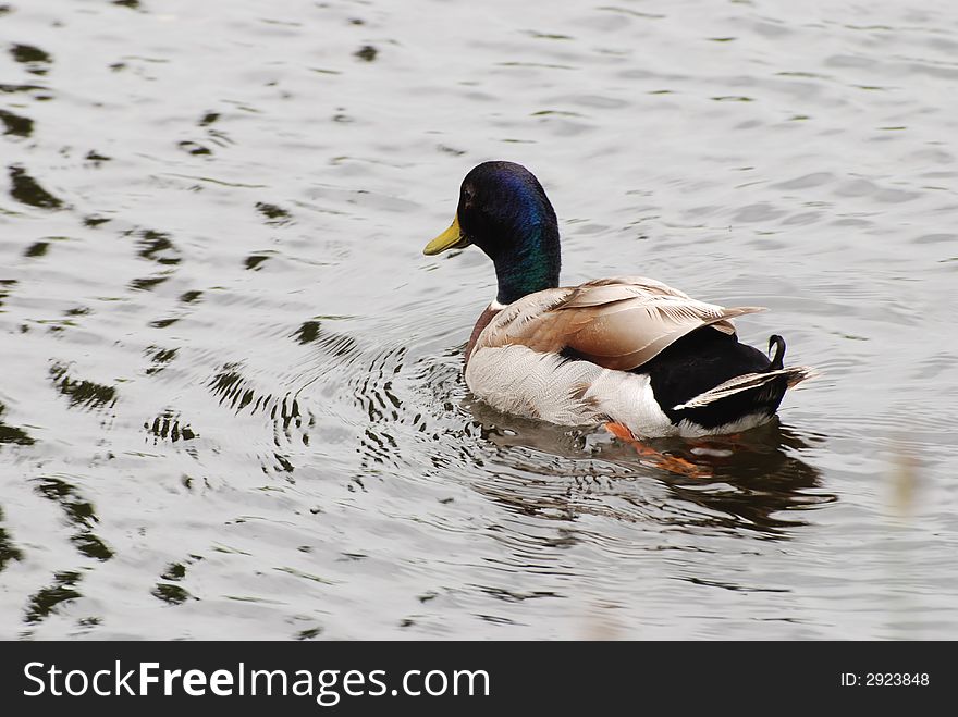Mallard duck on dark river