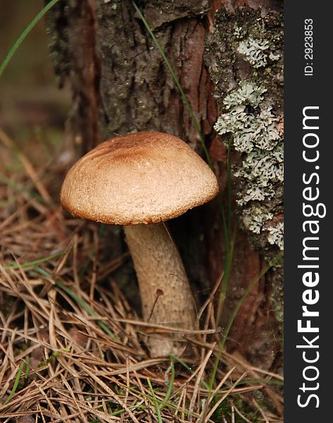 A mushroom under a tree in the forest. A mushroom under a tree in the forest
