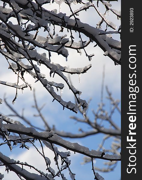 Tree branches covered with snow. Tree branches covered with snow