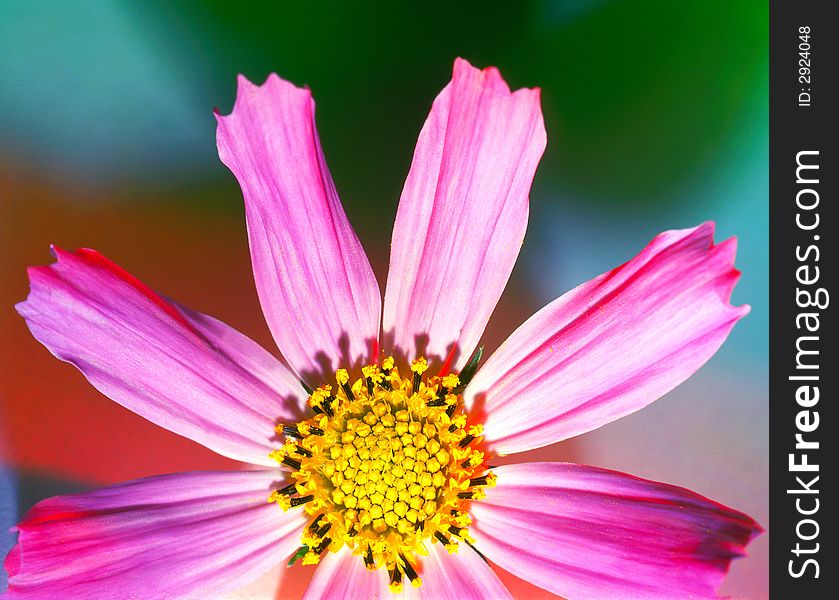 Pink flower on a color background