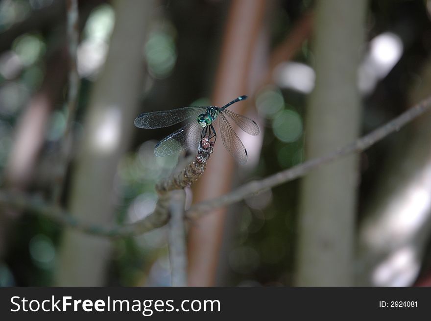 Dragonfly cought by Nikon zoom in the wild bushes
