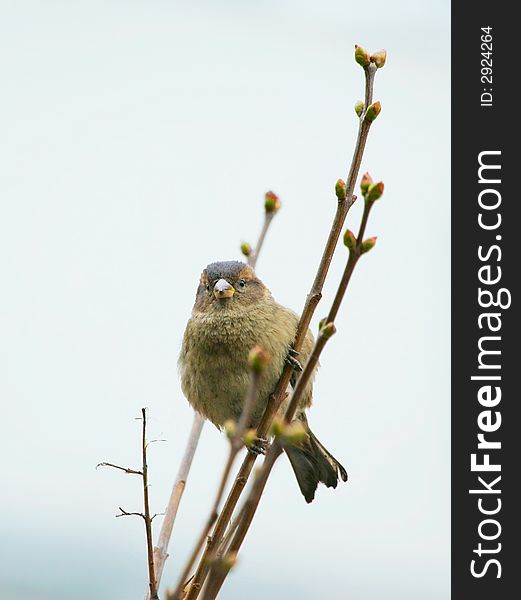 Sparrow sit on a branch