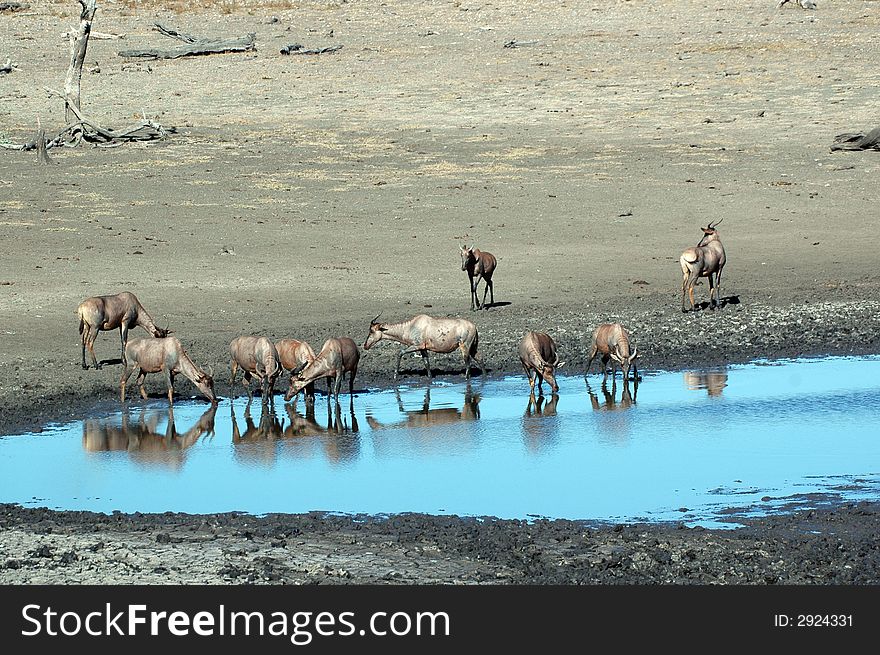 A herd of Tsessebe at a waterhole, South Africa. A herd of Tsessebe at a waterhole, South Africa.