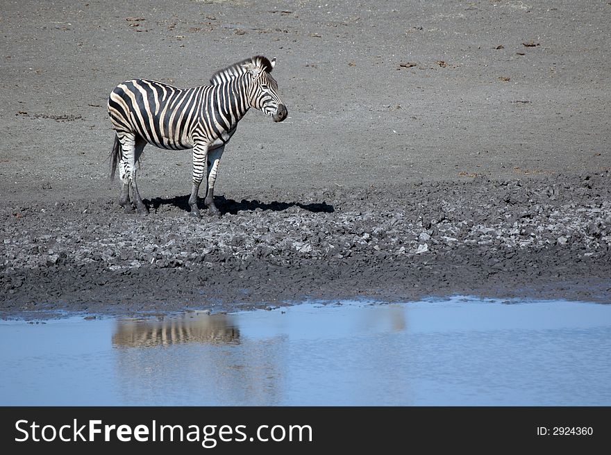 Zebra at a waterhole in South Africa. Photographed in the wild. Zebra at a waterhole in South Africa. Photographed in the wild.