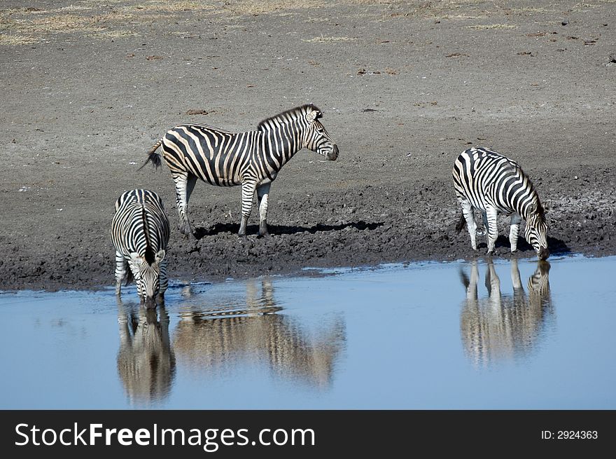 Zebras at a waterhole in South Africa. Photographed in the wild. Zebras at a waterhole in South Africa. Photographed in the wild.