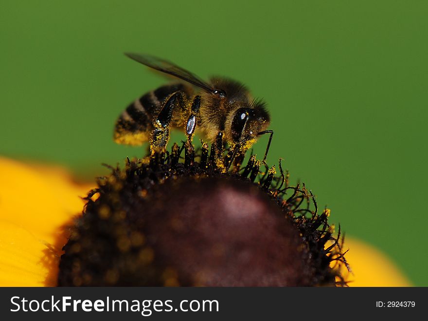 Bee On A Yellow Flower