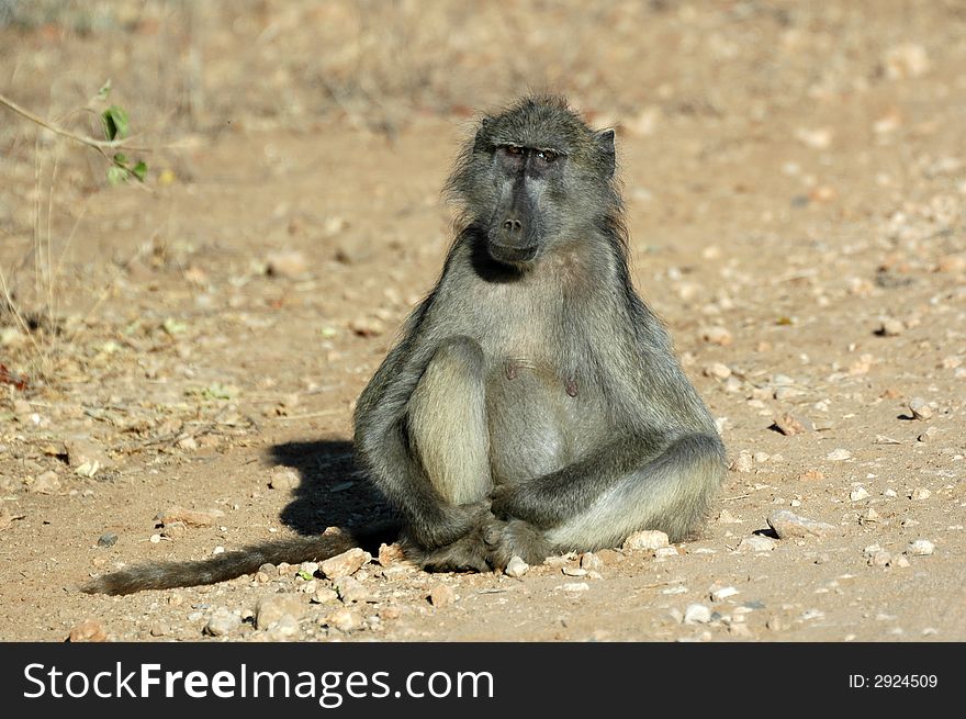 A Chacma Baboon, photographed in South Africa. A Chacma Baboon, photographed in South Africa.