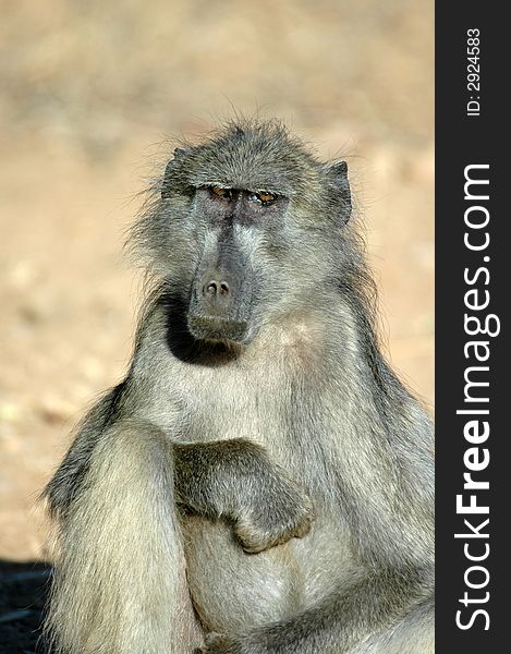 A Chacma Baboon, photographed in South Africa. A Chacma Baboon, photographed in South Africa.