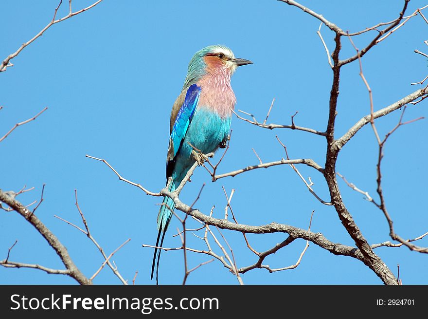 A Lilac Breasted Roller, photographed in its natural habitat. A Lilac Breasted Roller, photographed in its natural habitat.