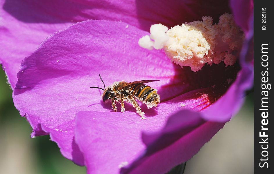 Bee kind of pollen coverage