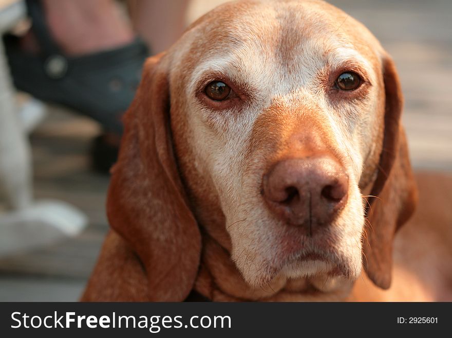 The face of a Vizsla dog closeup. The face of a Vizsla dog closeup