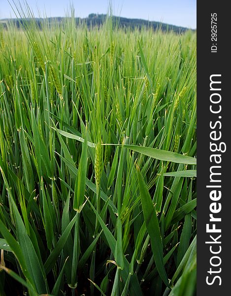 Field Of Green Barley