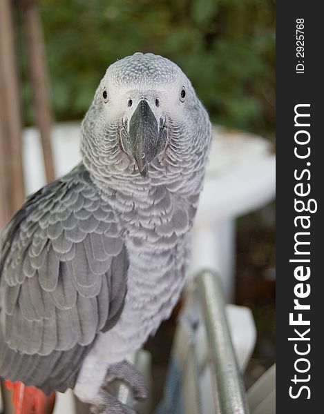 Grey parrot sitting on a laundryline