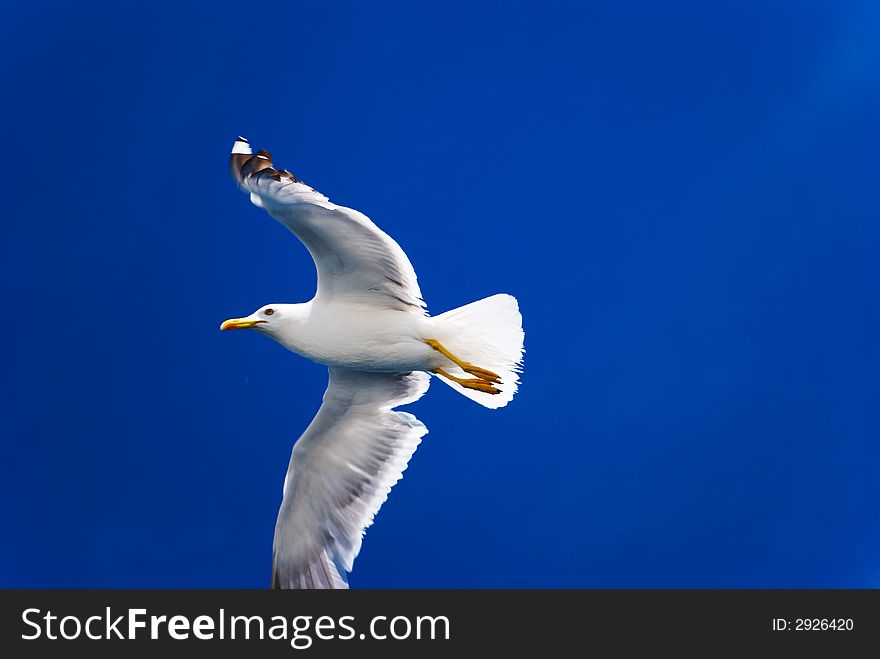 One flying seagull, blue sky. One flying seagull, blue sky