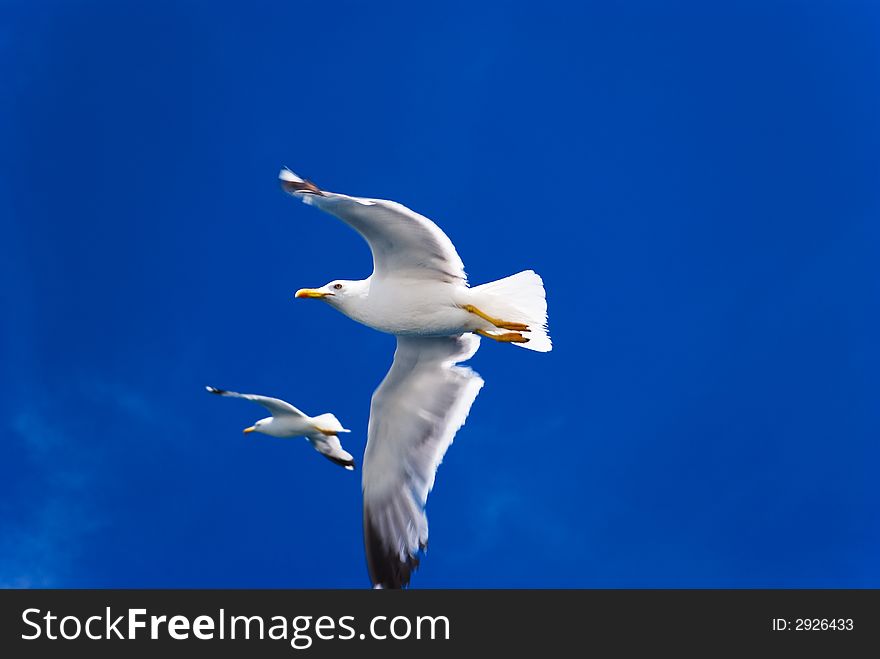 Pair of flying seagulls