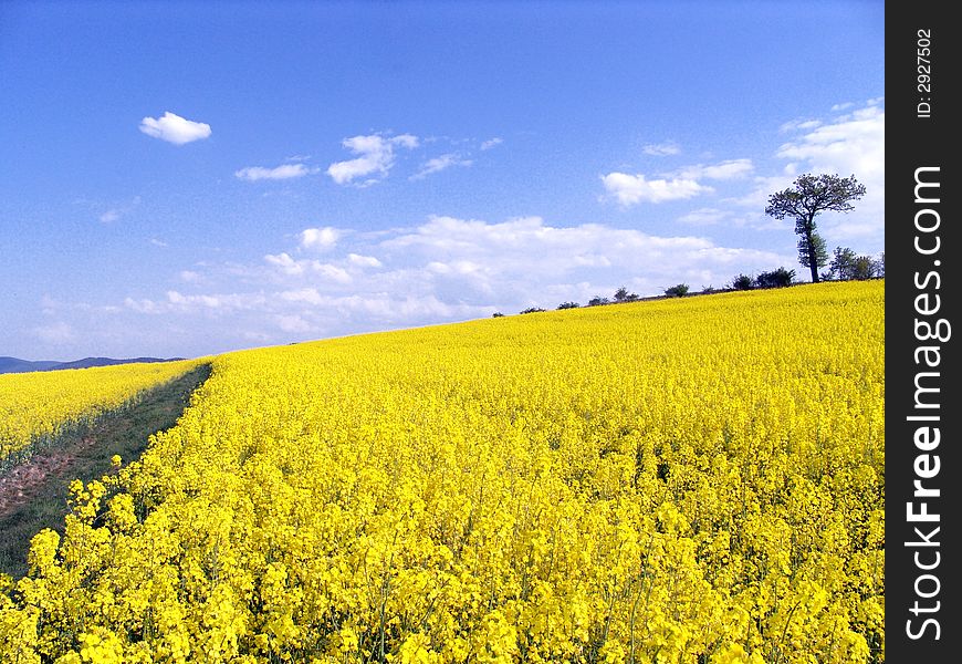 The field of the rape in the Polish village