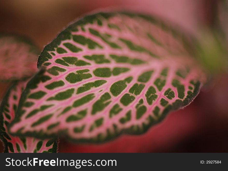 Macro closeup of red leaves