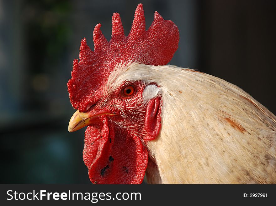 Rooster portrait on a meadow