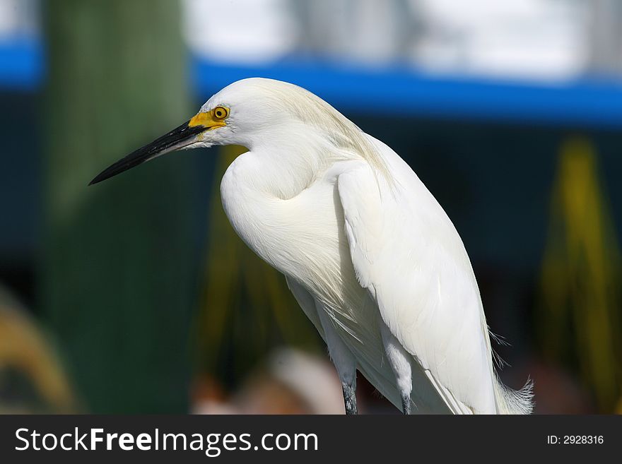 Great Egret