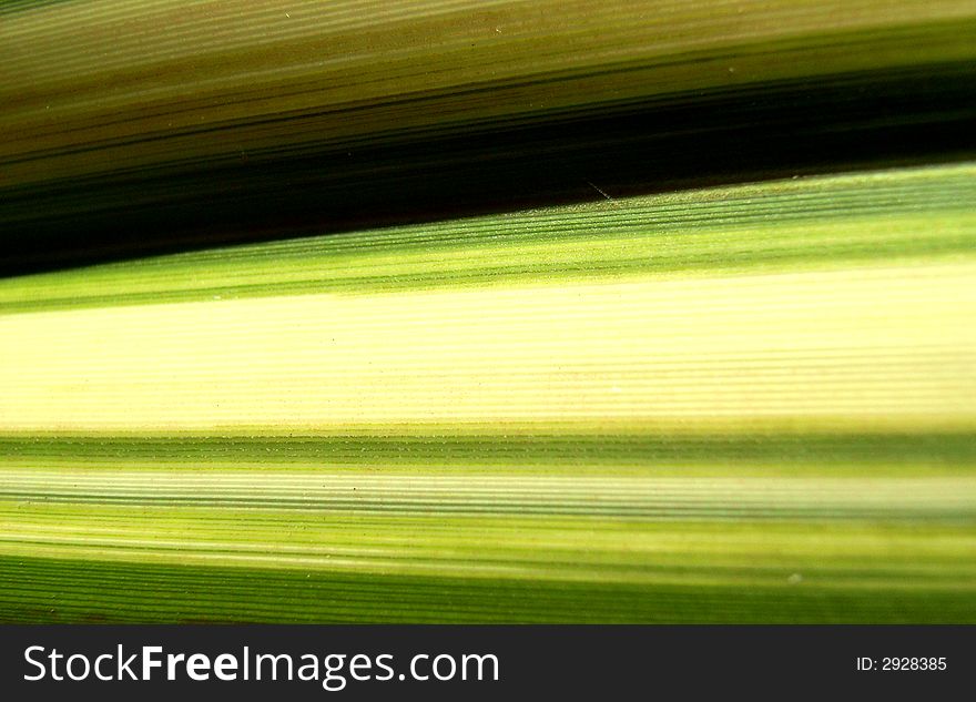 A close up photographic image of a plant leaf which has lots of lines. A close up photographic image of a plant leaf which has lots of lines.