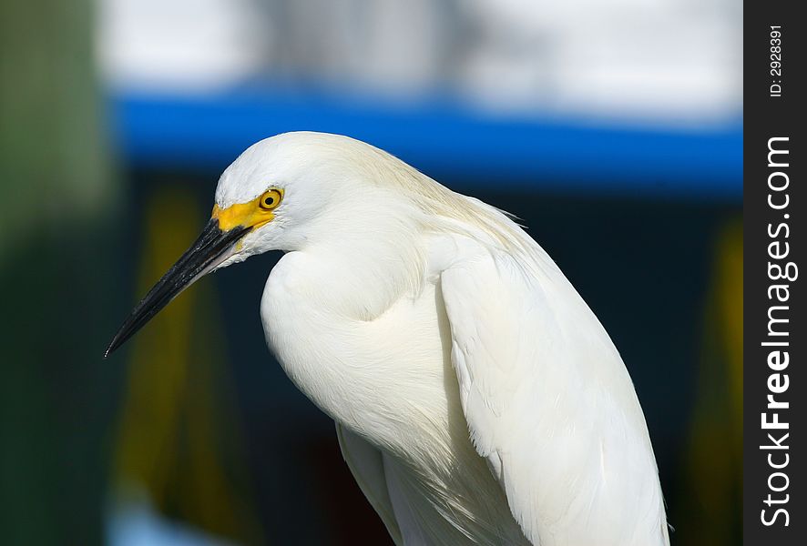 White heron looking for fishes in clearwater beach, florida. White heron looking for fishes in clearwater beach, florida