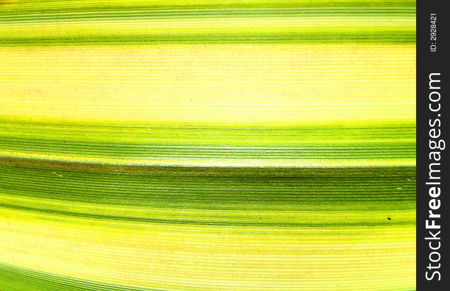 A close up photographic image of a plant leaf which has lots of lines. A close up photographic image of a plant leaf which has lots of lines.