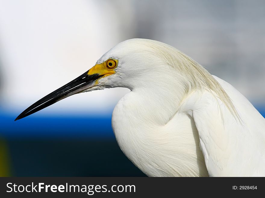 White Heron, Egret