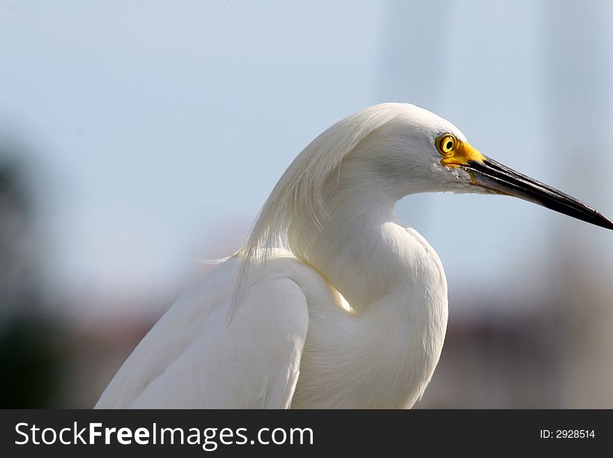 White egret with yellow-black bill