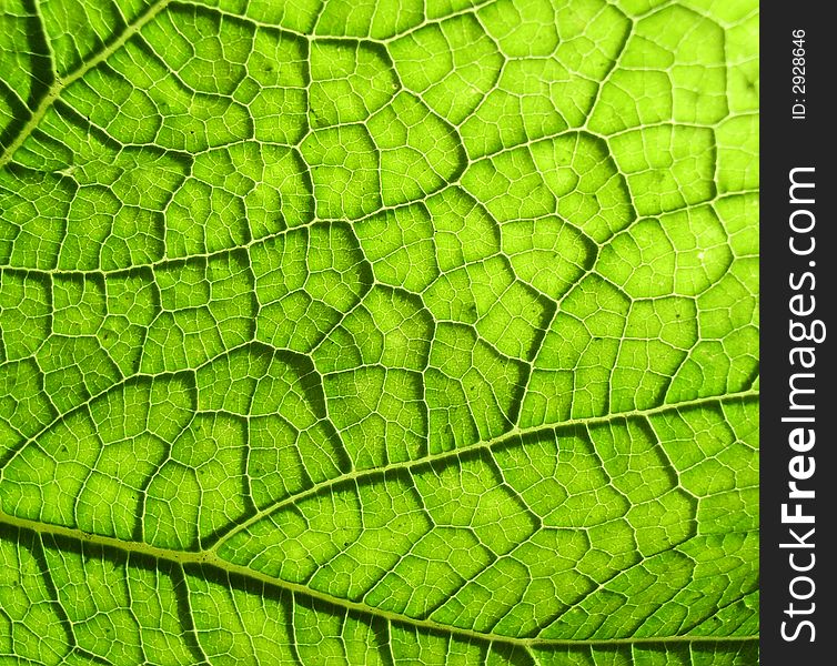 A close up photographic image the underside of a green leaf. A close up photographic image the underside of a green leaf.