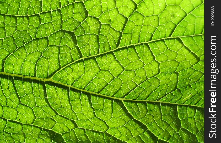 A close up photographic image the underside of a green leaf. A close up photographic image the underside of a green leaf.