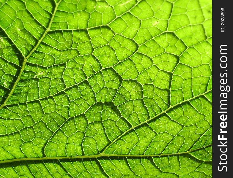 Underside Of A Green Leaf 12